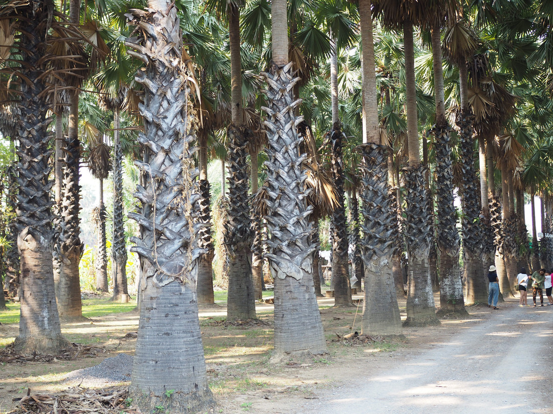 Lung Thanom Sugar Palm Plantation景点图片