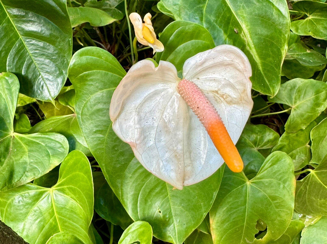 Purdy's All-Natural Macadamia Nut Farm-摩洛凯岛必去景点