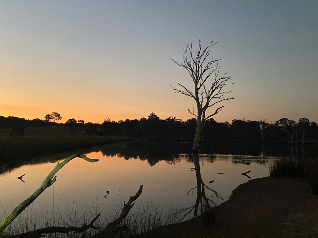 Mulligans Flat Woodland Sanctuary景点图片