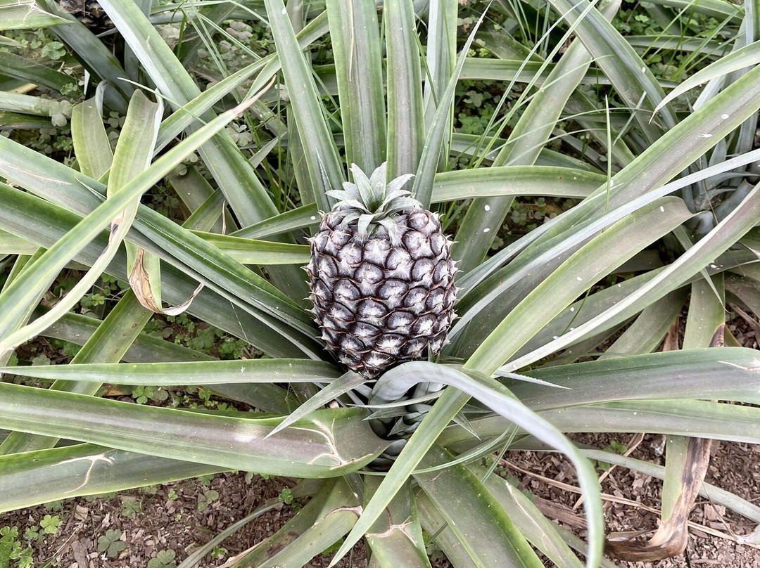 Ananas Santo Antonio景点图片