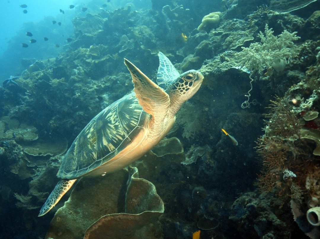Siladen Resort & Spa Diving Center-Siladen Island必去景点