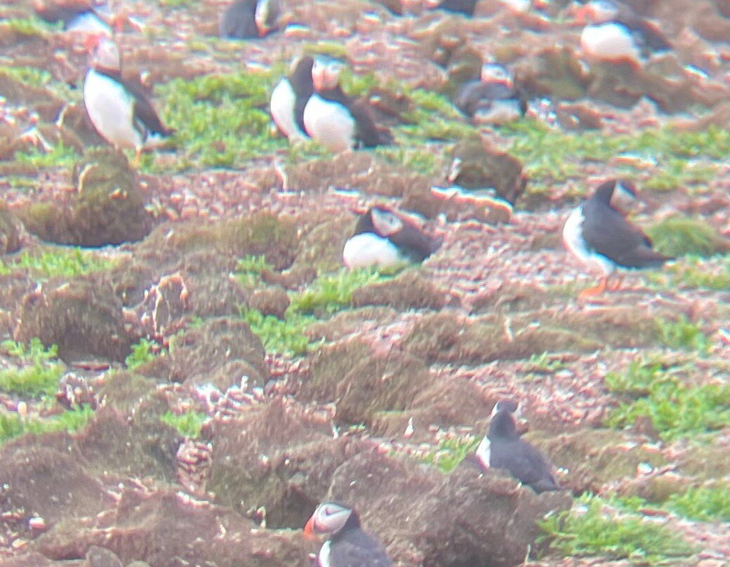 The Elliston Puffin Site景点图片