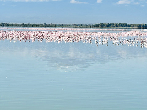 Big Cats Safari-那格浦尔必去景点