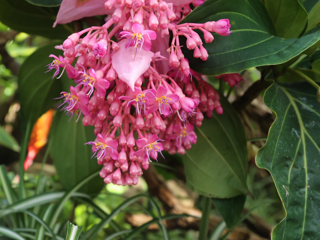 Honai Park-三条市必去景点