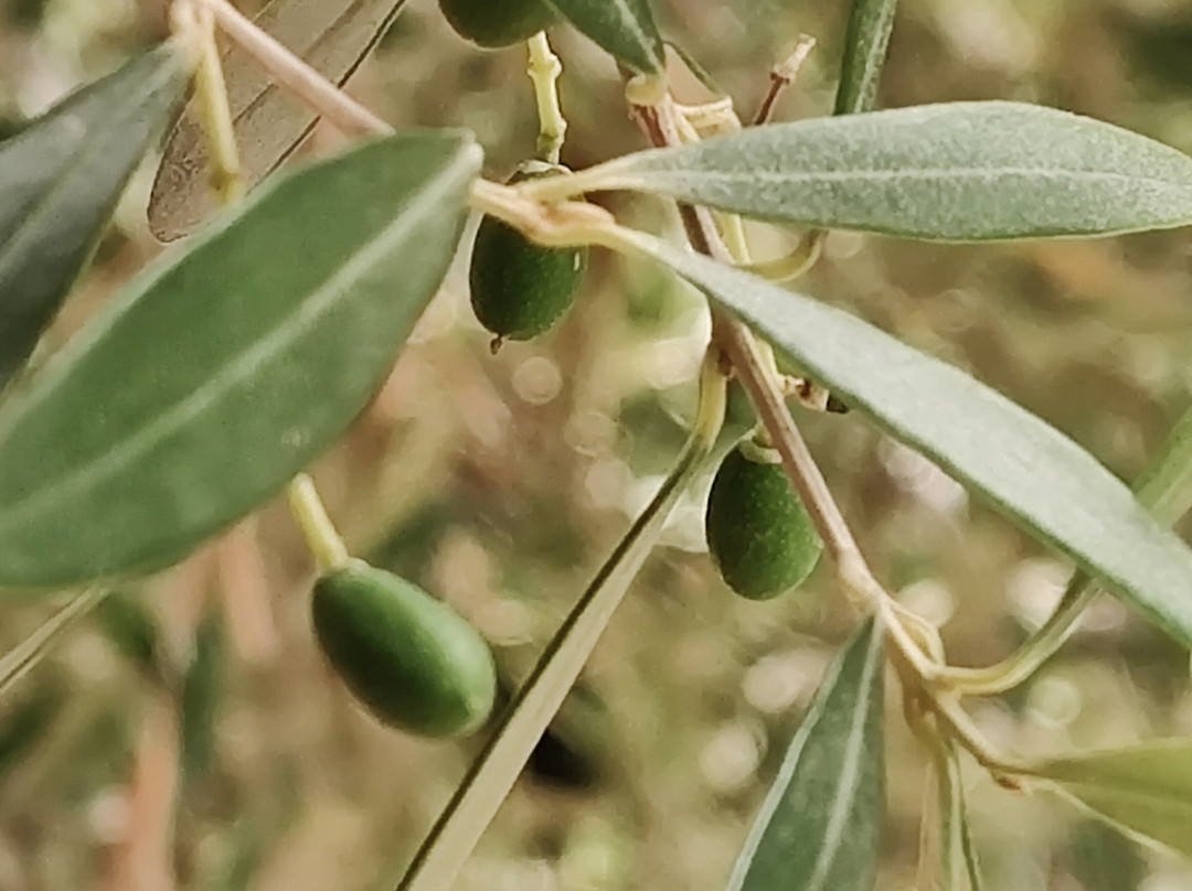 Rome Olive Tour & Cooking Class Combination Day Trip景点图片