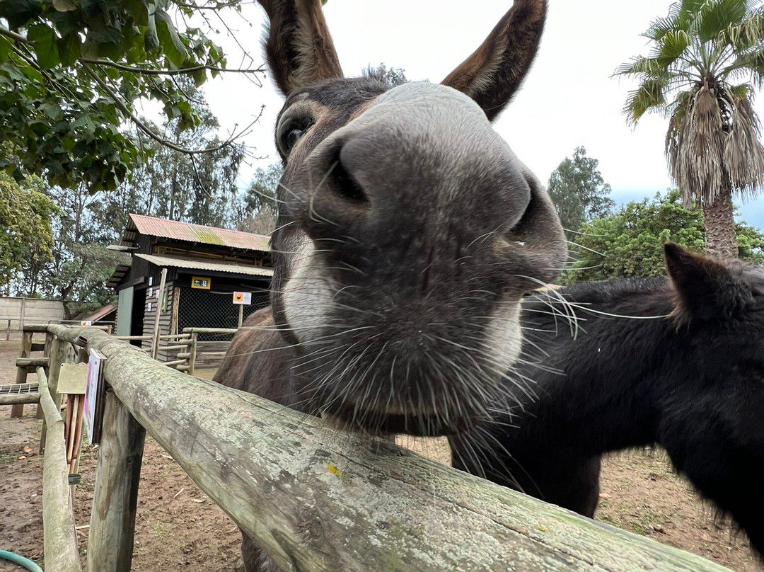 Campo Educativo-Concon必去景点