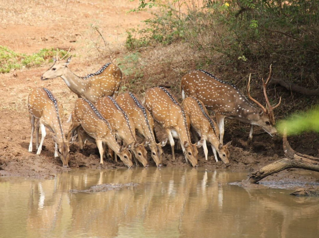 Yala Safari Team-蒂瑟默哈拉默必去景点