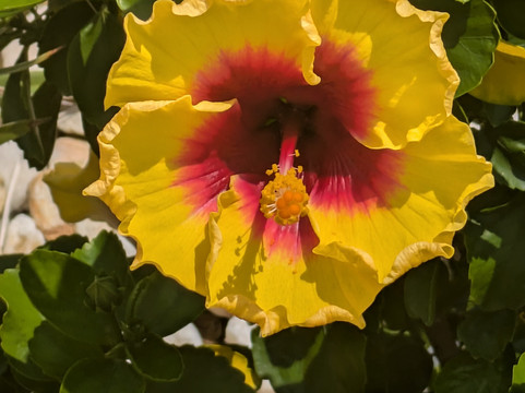 Treasure Island Mini Golf-美特尔海滩必去景点