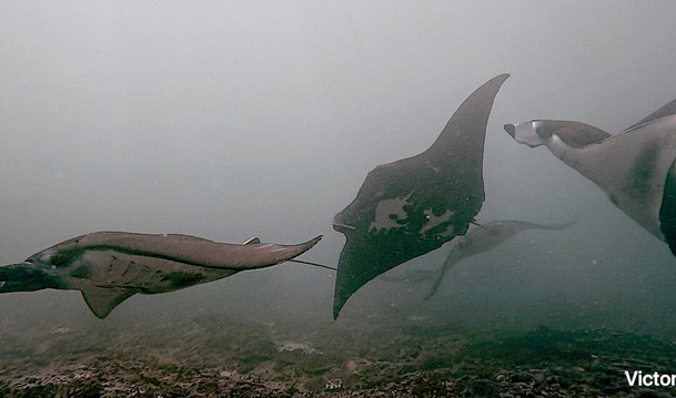 Octopus Dive Nusa Penida-珀尼达岛必去景点