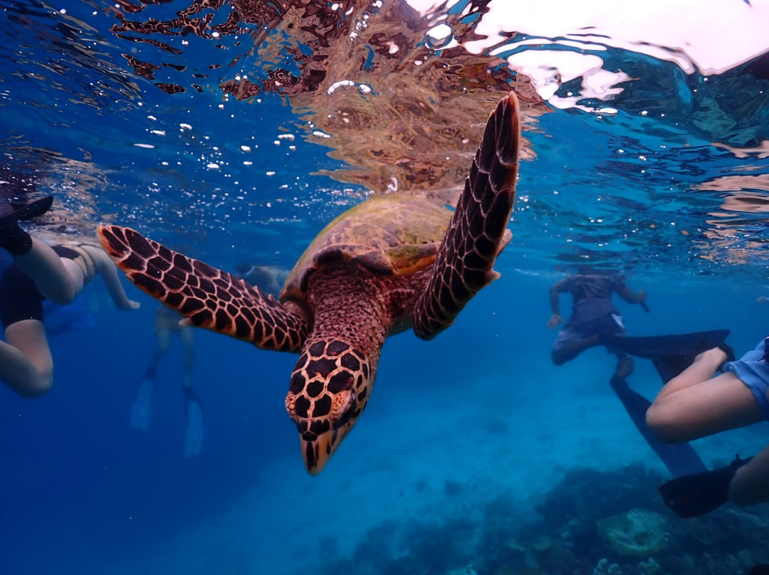 Bubbles Diving Center-Gulhi Island必去景点