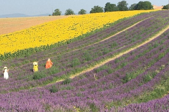 BELLE PROVENCE MINIBUS DELUXE-马赛必去景点