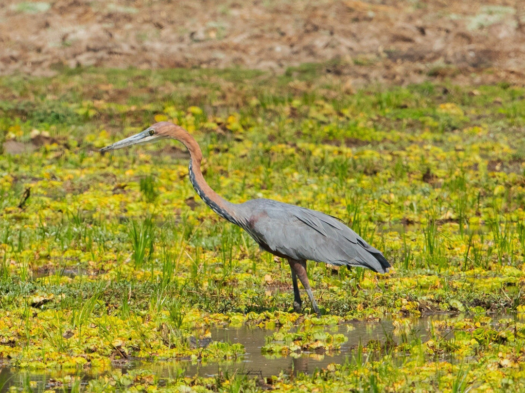 South Luangwa National Park-Mpika必去景点