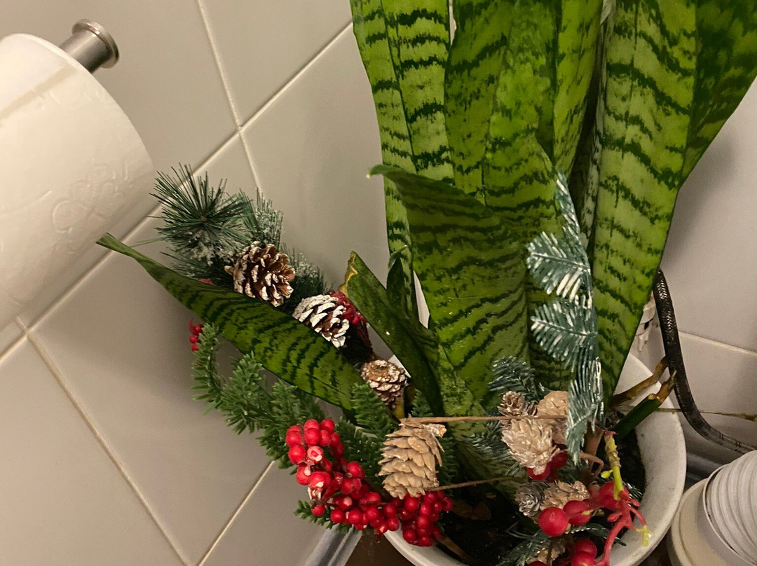 Cedar Grass Teriberka主图