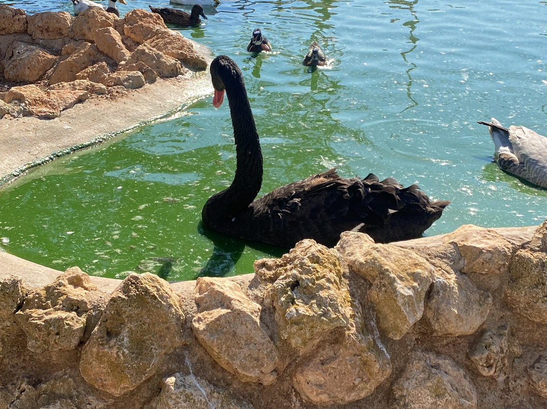 Melios Zoo-尼科西亚必去景点