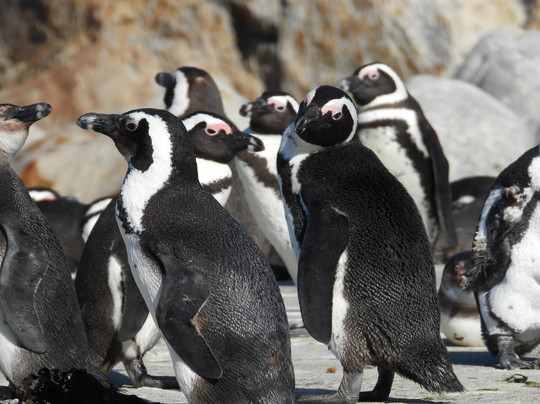 Ross Willows, Bespoke Travel-德班必去景点