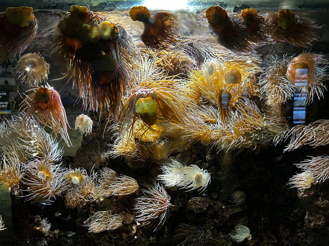 Galway Atlantaquaria景点图片