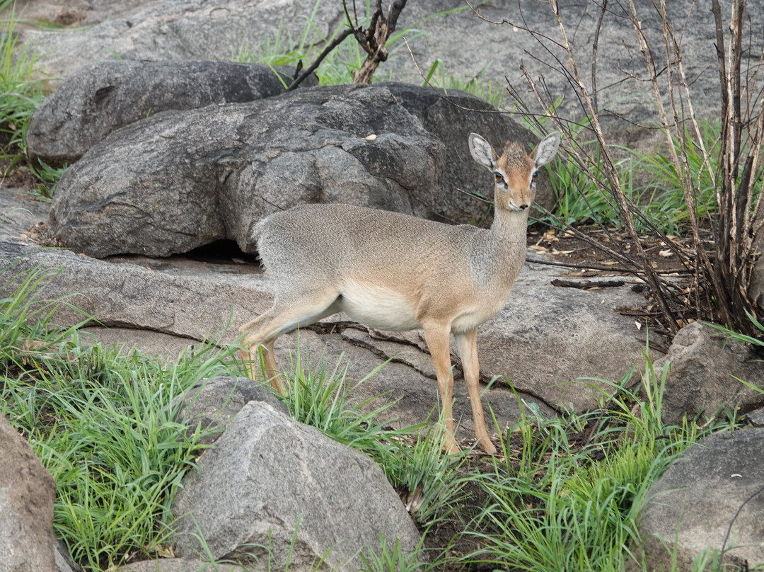 Tan Spirit Safari-阿鲁沙必去景点
