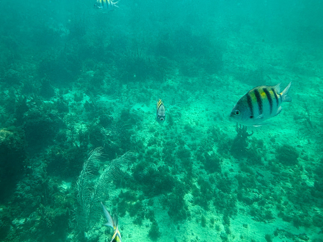 Tightlines Negril-内格里尔必去景点