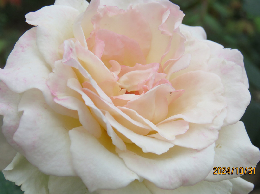 Aramaki Rose Garden-伊丹市必去景点