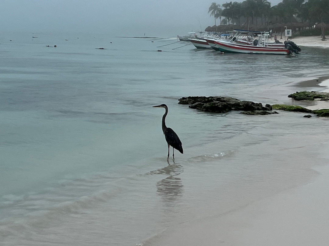 Hotel Akumal Caribe主图