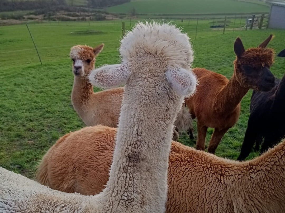 Langside Alpacas景点图片