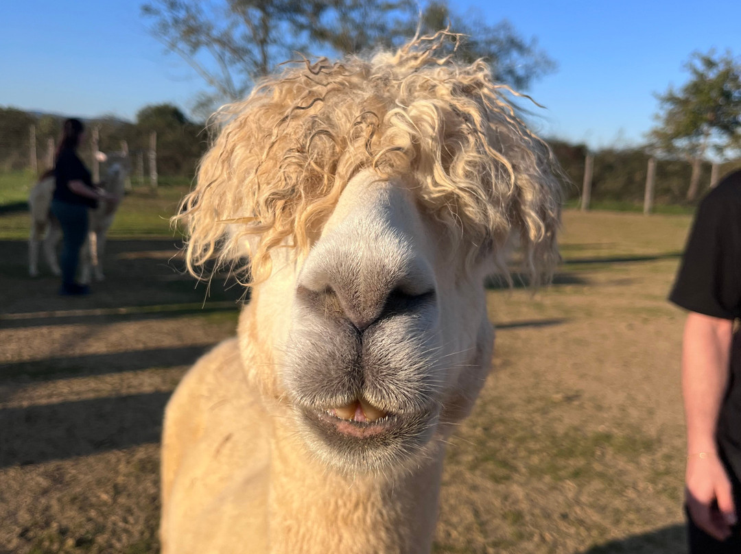 Albus Alpacas景点图片