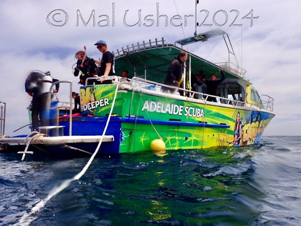 Adelaide Scuba景点图片
