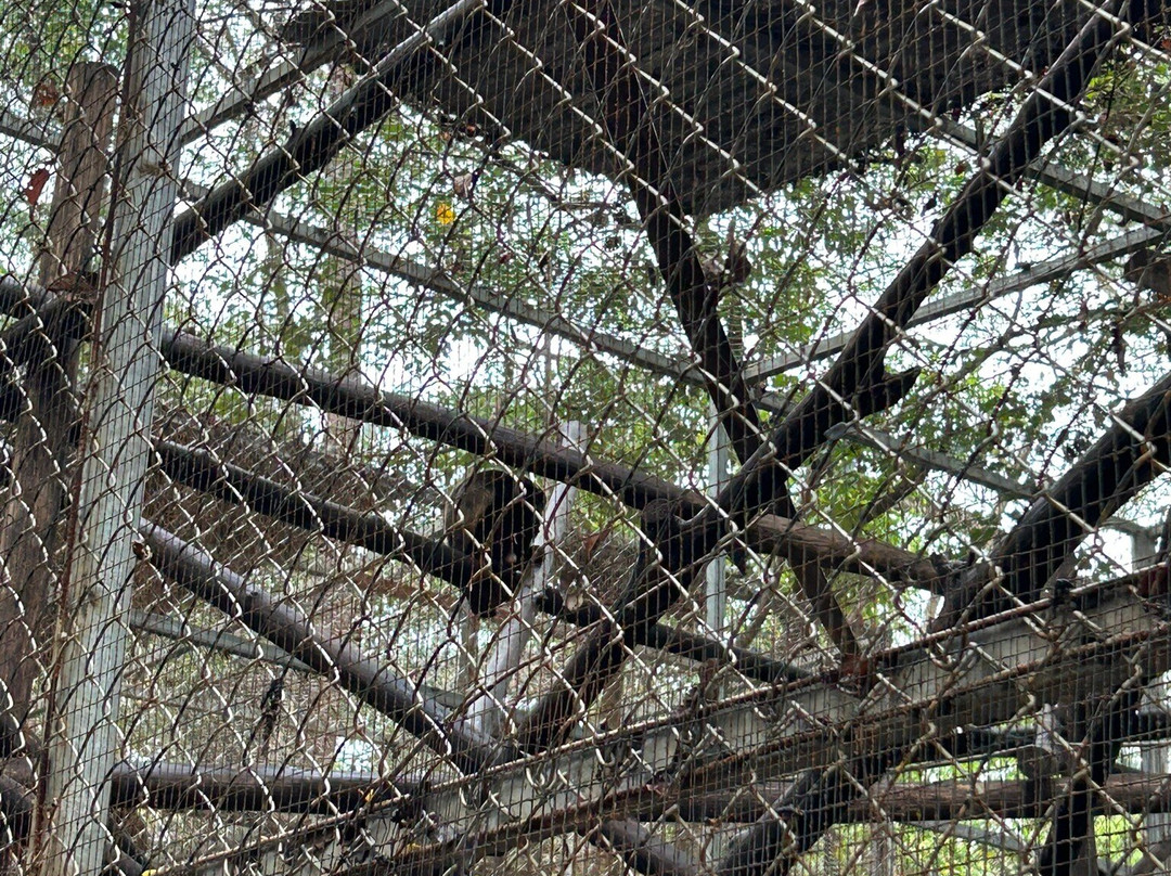International Animal Rescue Costa Rica景点图片