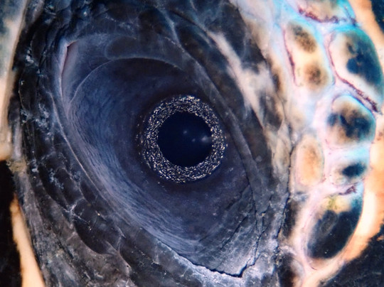 Ocean Gravity Dive Center Bali-沙努尔必去景点