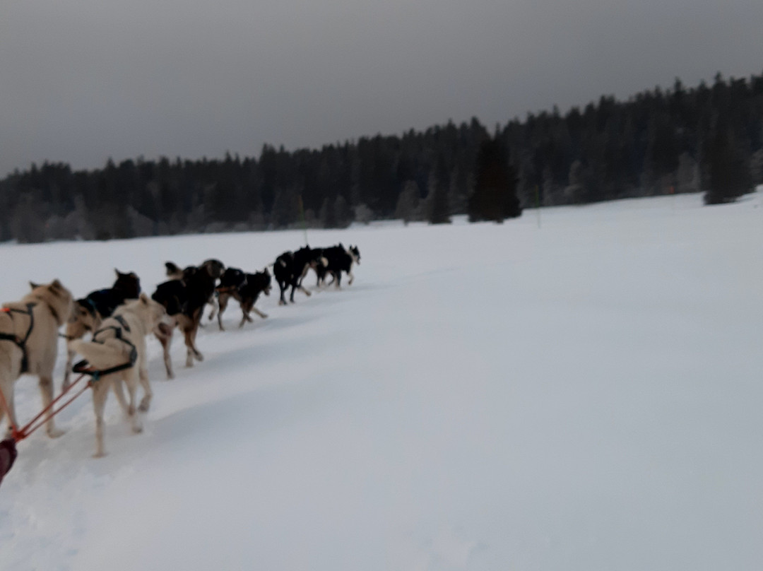 Chiens De Traîneaux Chamrousse-尚鲁斯必去景点