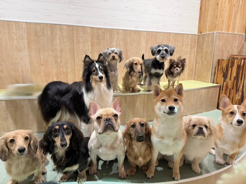 Dog Cafe Rio Shimokitazawa-世田谷区必去景点