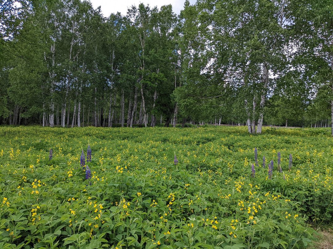 Tokachi Mitsumata-上士幌町必去景点