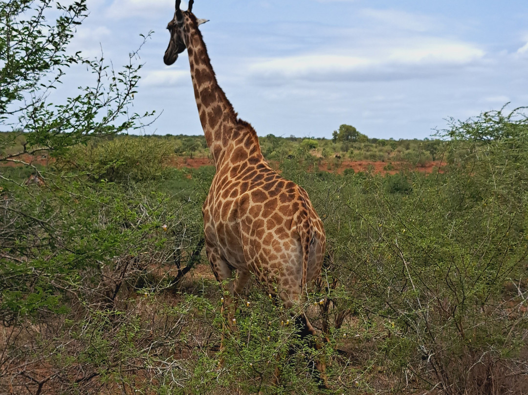 Marloth Park Adventures景点图片