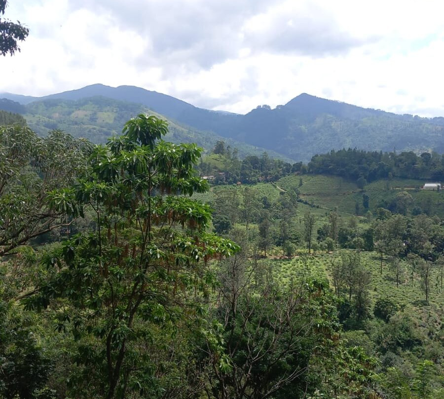 Knuckles Mansala主图