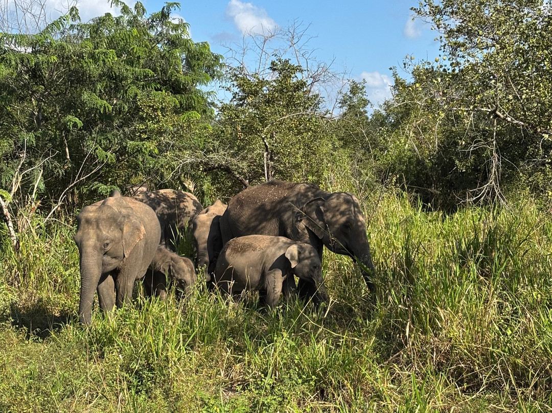 Minneriya National Park Elephant Watching Jeep Safari-哈巴拉娜必去景点