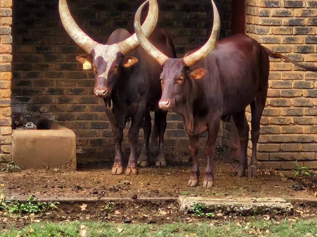 National Zoological Gardens of South Africa-比勒陀利亚必去景点