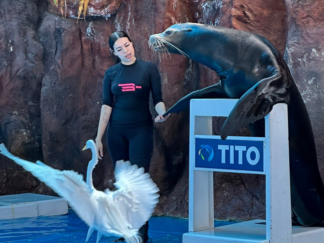 Gran Acuario Mazatlán Mar de Cortés-马萨特兰必去景点