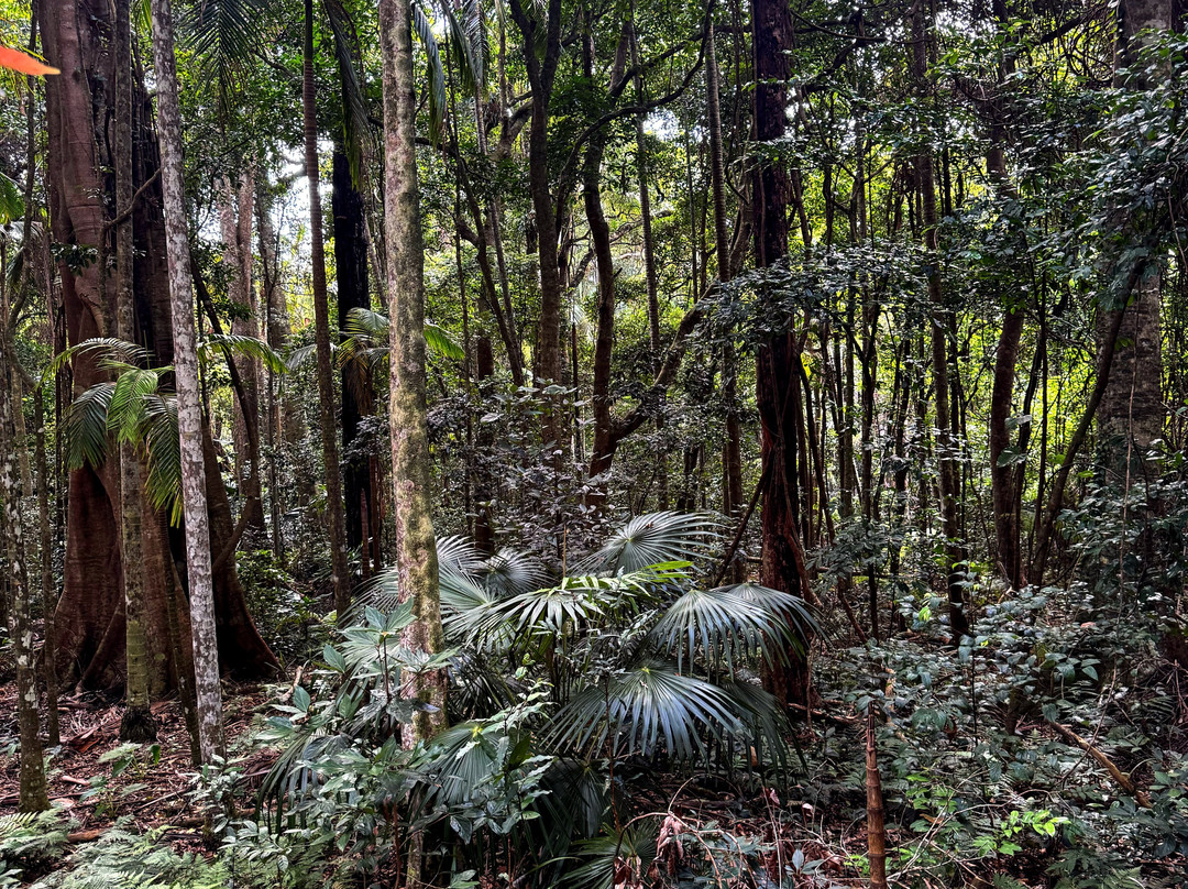 Sea Acres Rainforest Centre Port Macquarie-麦克夸利港必去景点