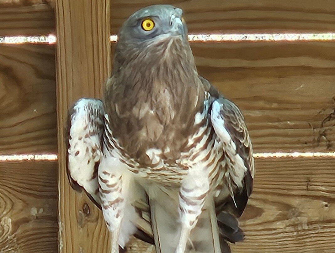North Florida Wildlife Center景点图片
