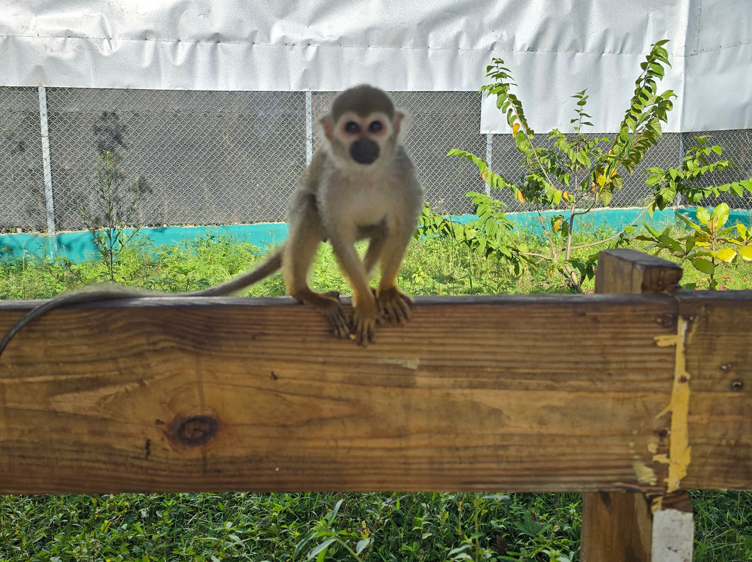 Monkey Home Puerto Plata