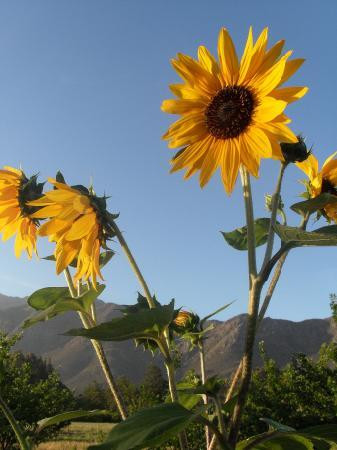 The Plum Tree B&B主图