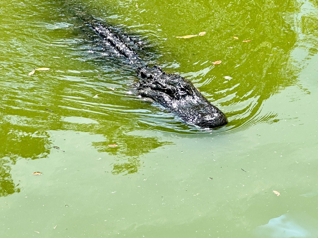 Cypress Wetlands-Port Royal必去景点