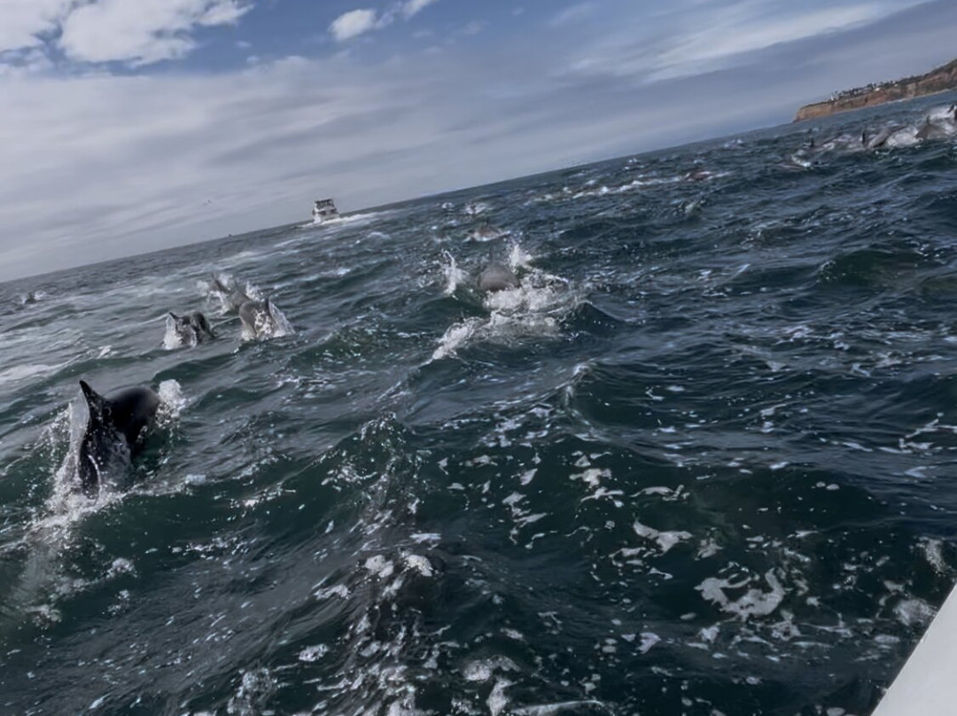 SoCal Whale Watching-长滩必去景点
