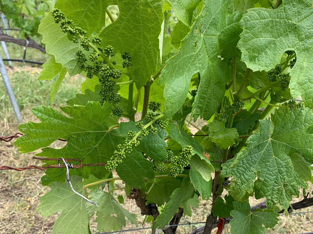 Scalarea Estate (Boutari Winery Crete)-伊拉克利翁必去景点