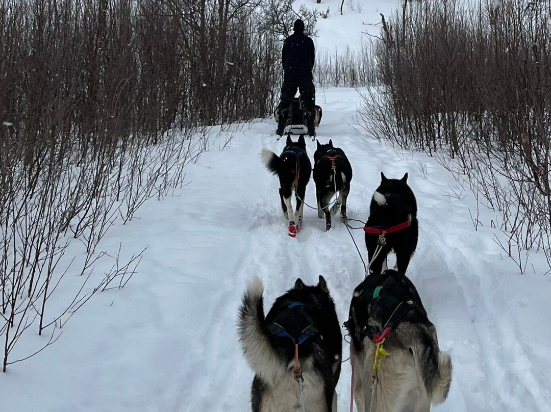 Tana Husky - Day Tours-Tana Bru必去景点