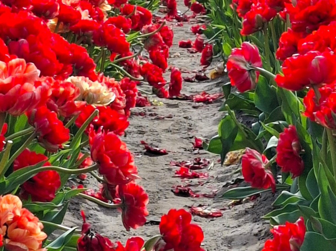 The Tulip Barn景点图片