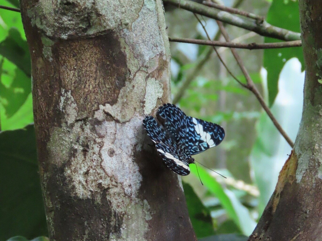 Pilpintuwasi - Wildlife Rescue Center And Butterfly Farm景点图片