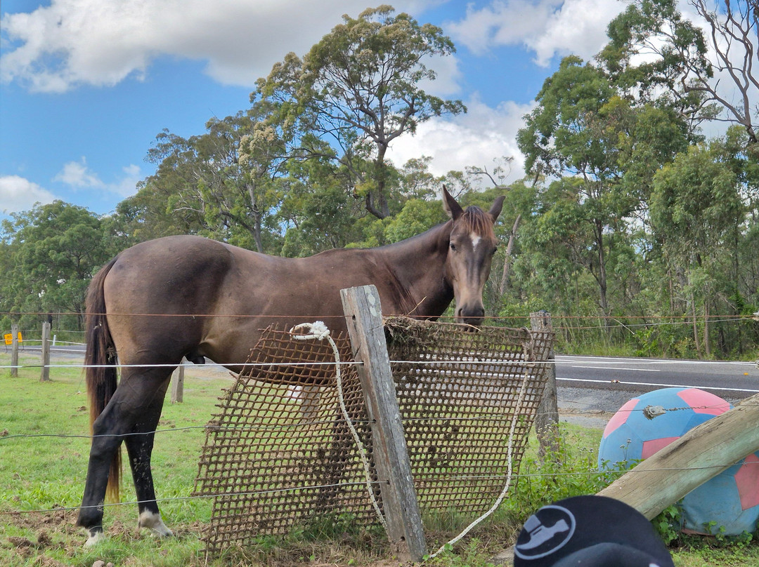 Susan River Homestead主图