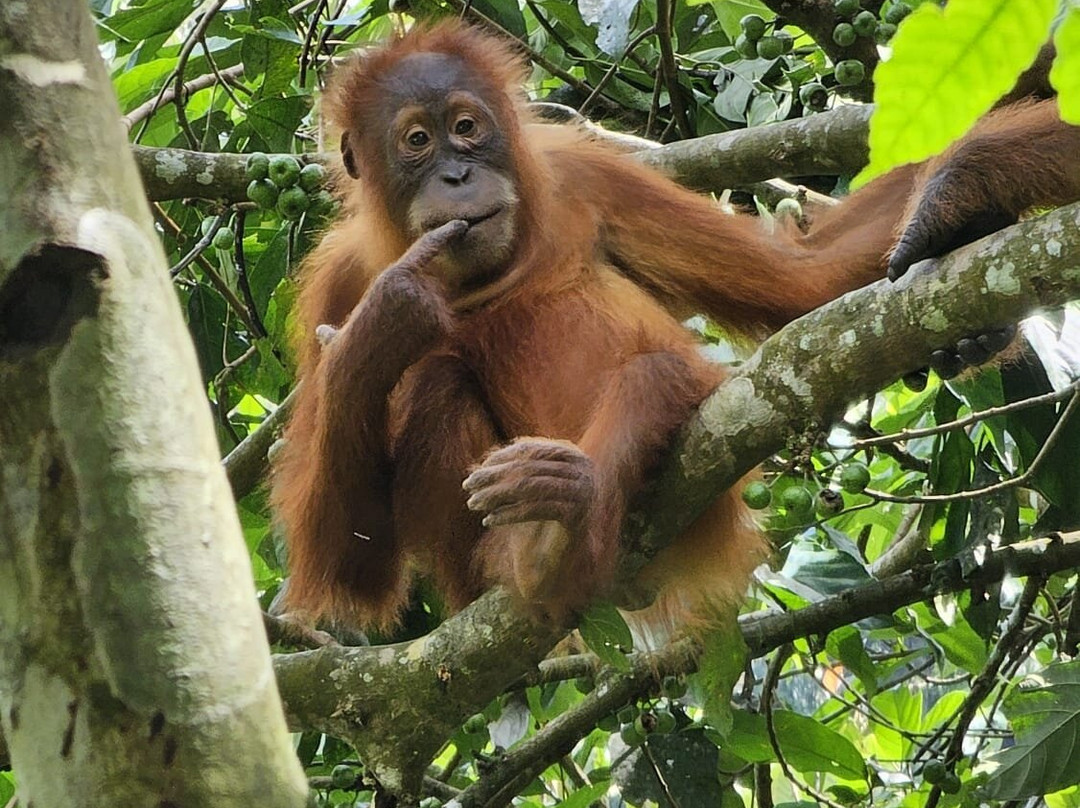 Bukit lawang orangutan trekking-武吉拉旺必去景点