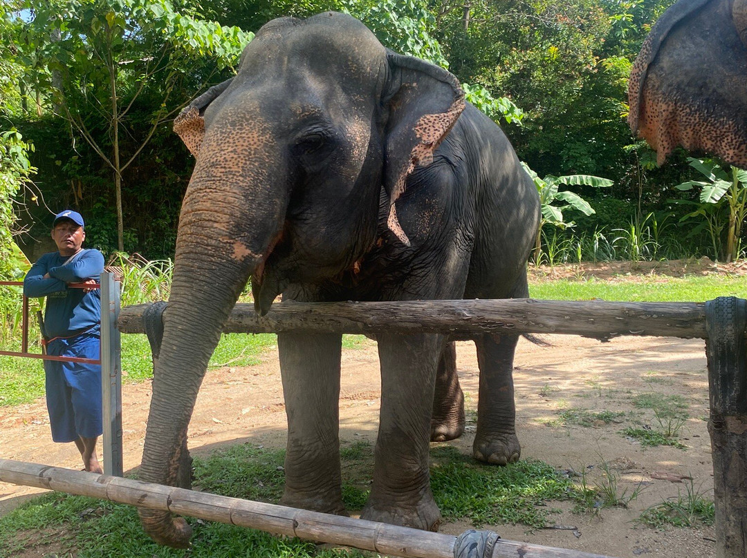 Hidden Forest Elephant Reserve景点图片